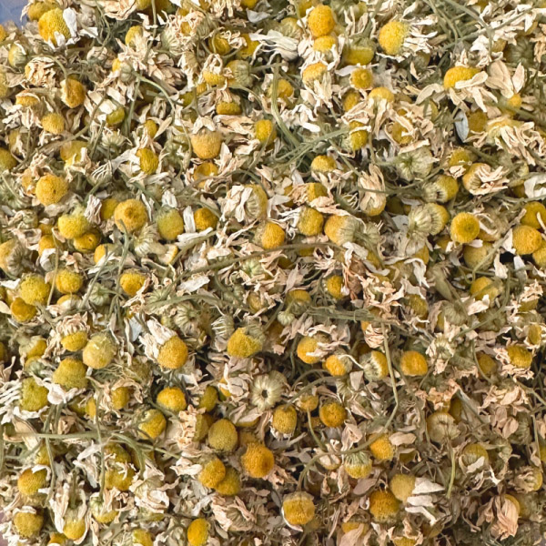 chamomile