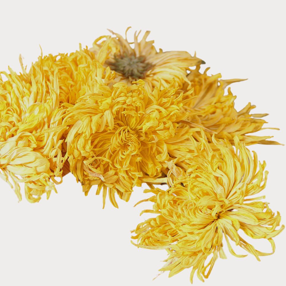 Golden Silk Royal Chrysanthemum